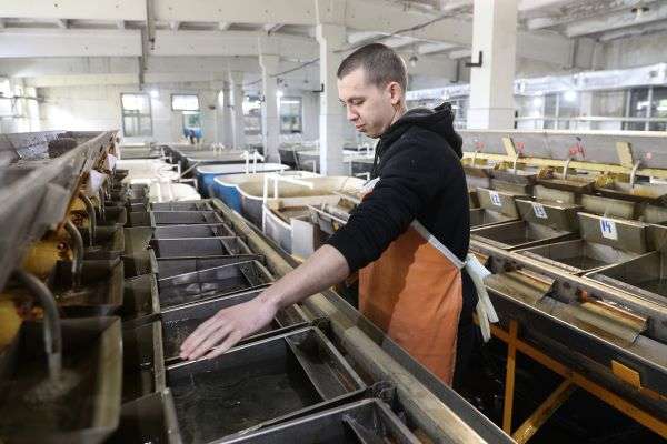 В Волгоградской области производство рыбной продукции выросло на 10,5%
