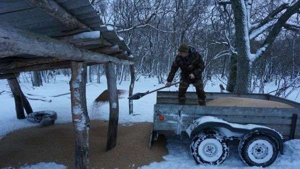 В Волгоградской области в зимний период ведут подкормку диких животных
