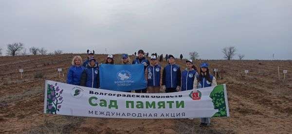 В Волгоградской области в рамках всероссийской  акции «Сад памяти» высажены  первые 20 тыс. деревьев