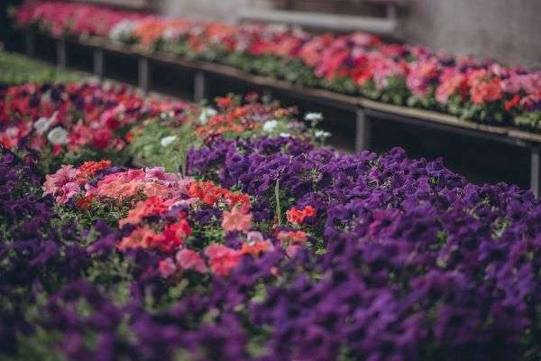 На выставке в Волгоградской области представят 200 тысяч однолетних цветов