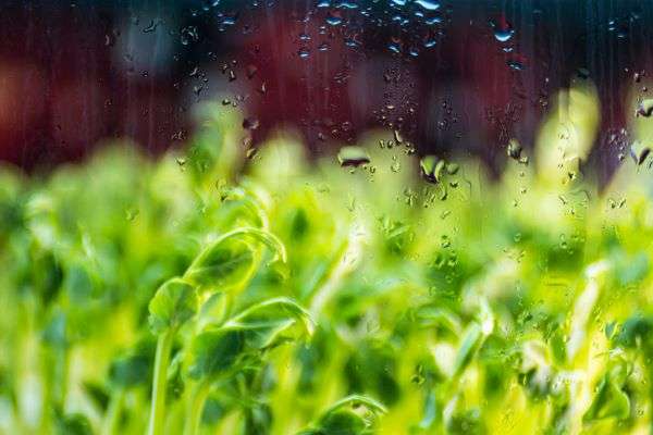 Дожди, грозы и понижение температуры идут   в Волгоградскую  область
