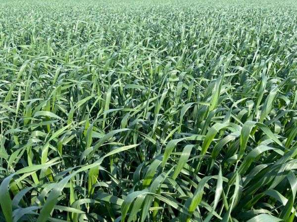 В Волгоградской области эксперты оценивают состояние сельхозкультур после майских заморозков