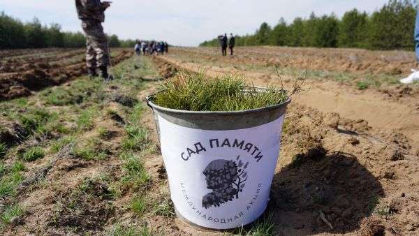 В волгоградском регионе  высадили  миллион  деревьев в рамках акции «Сад памяти»