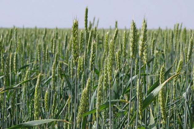 В Волгоградской области эксперты оценили сорта озимой пшеницы для степных зон  региона