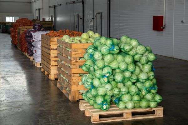 В Волгоградской области овощеводы  собрали более 40 тысяч тонн ранних овощей
