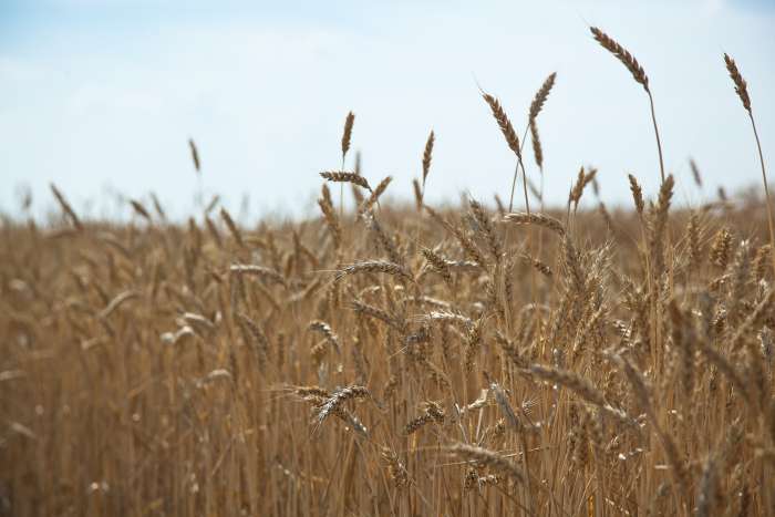 В Волгоградской области собрано уже  3 млн тонн высококачественного зерна