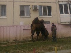 верблюд в кировском